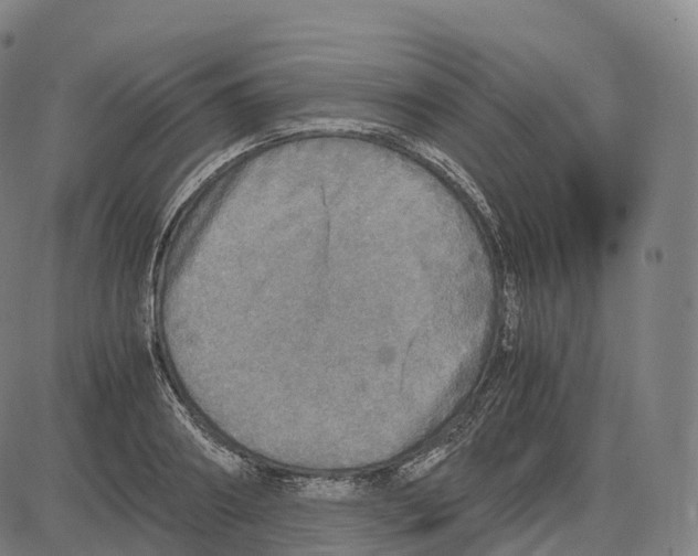 X0000083980890200703161554