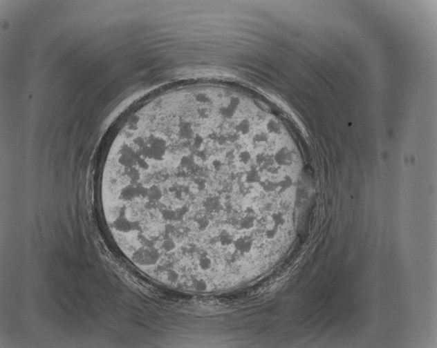 X0000083980983200703161552