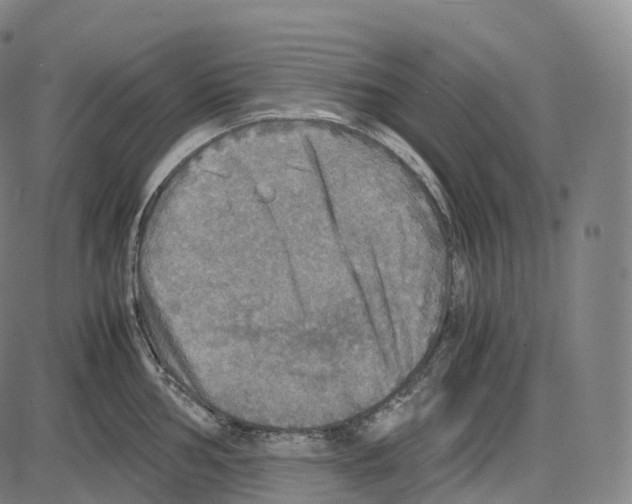 X0000083981002200703161552