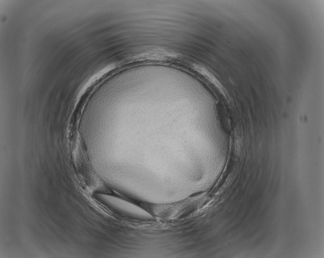 X0000083981026200703161551