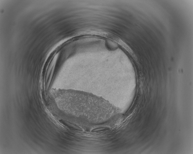 X0000083981028200703161551