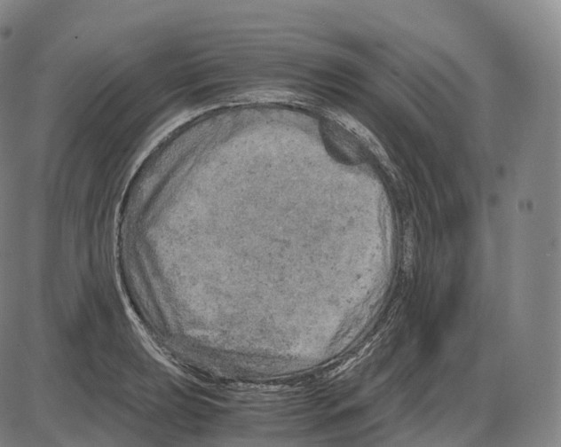 X0000083981039200703161552