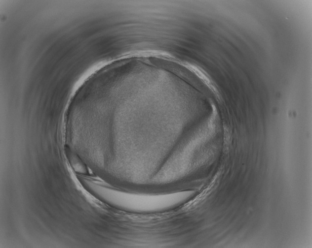 X0000083981046200703161552