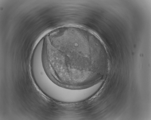 X0000083981048200703161552