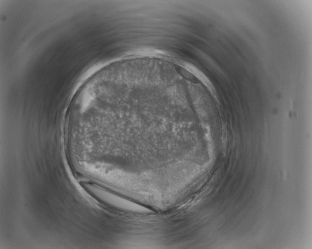 X0000083981055200703161552