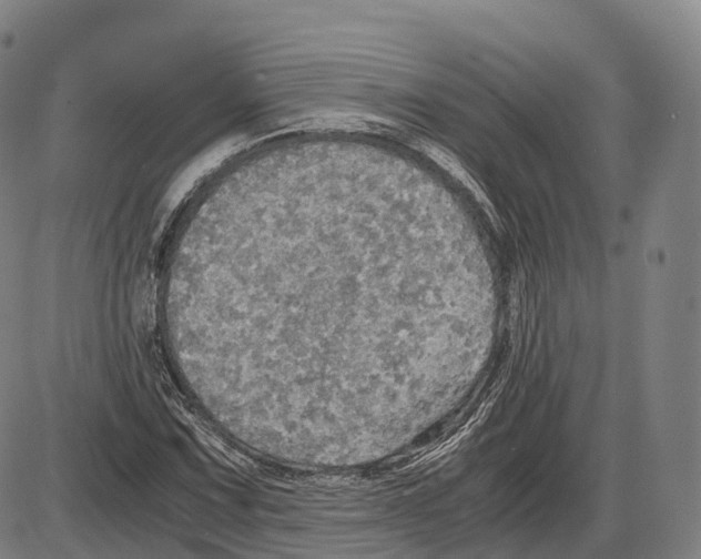 X0000083981067200703161551