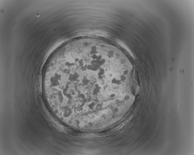 X0000083981079200703161551