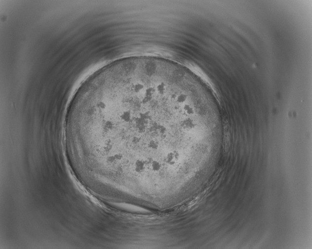 X0000083981088200703161551