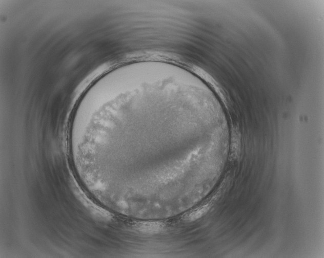 X0000083981090200703161551