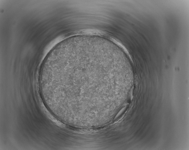 X0000083981091200703161551