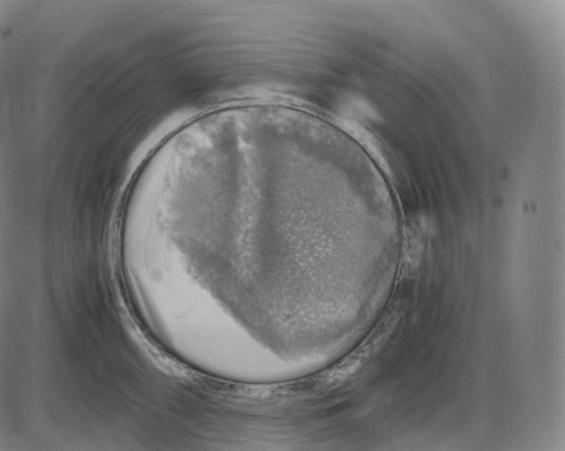 X0000083981098200703161550