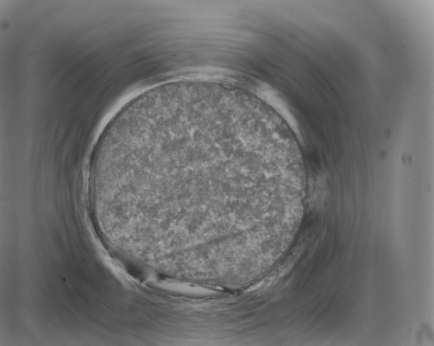 X0000083981099200703161550