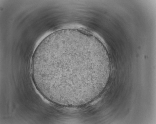 X0000083981103200703161550