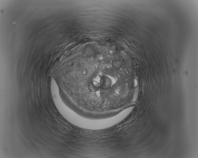 X0000083981106200703161550