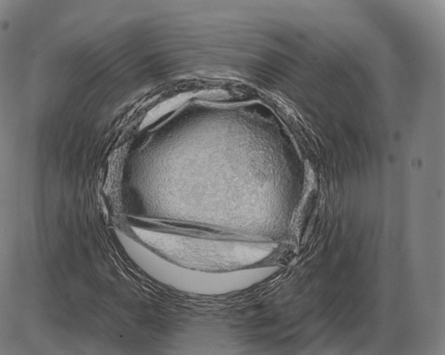 X0000083981110200703161550