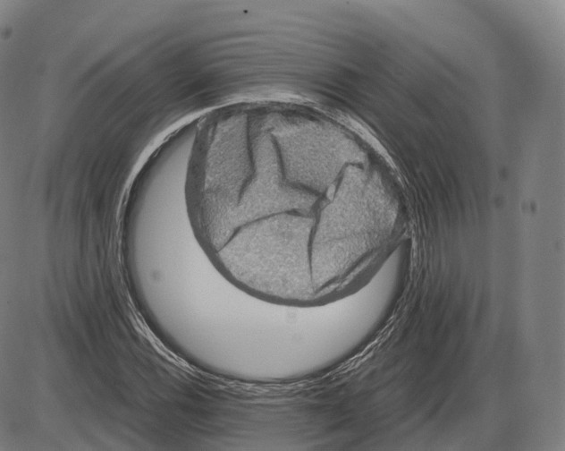 X0000083981116200703161550