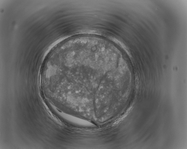 X0000083981125200703161550