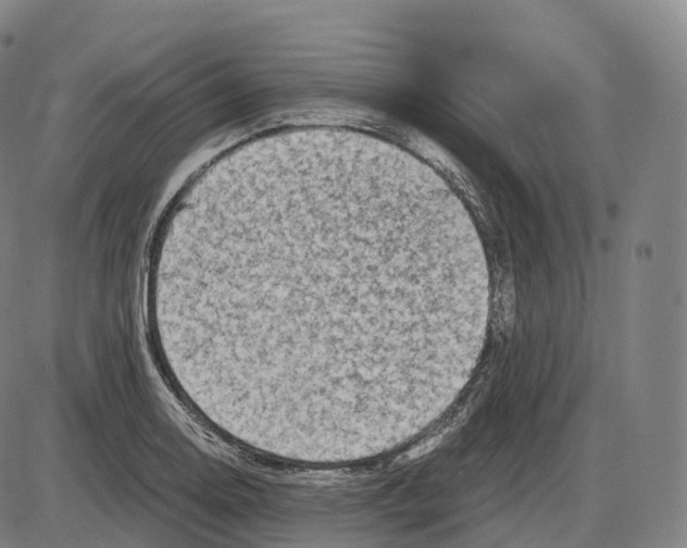 X0000083981130200703161550