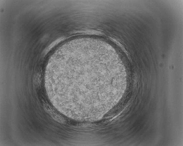 X0000083981163200703161549