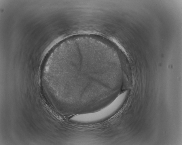 X0000083981173200703161549