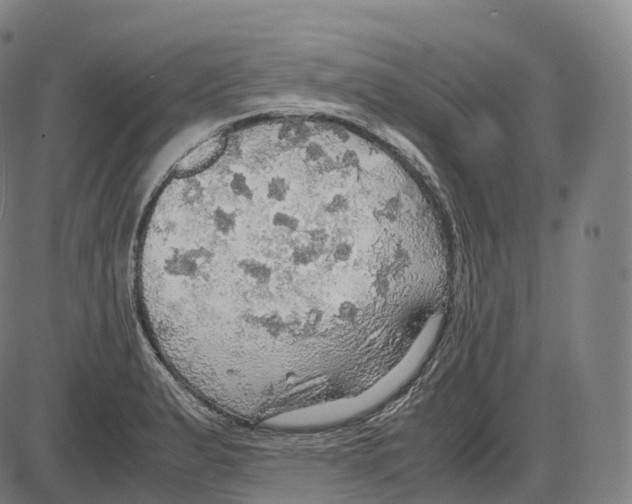 X0000083981183200703161549