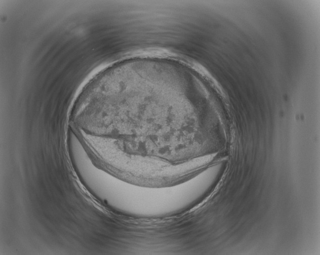 X0000083981232200703161548