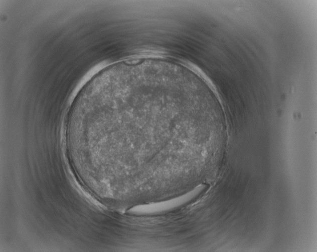 X0000083981243200703161549