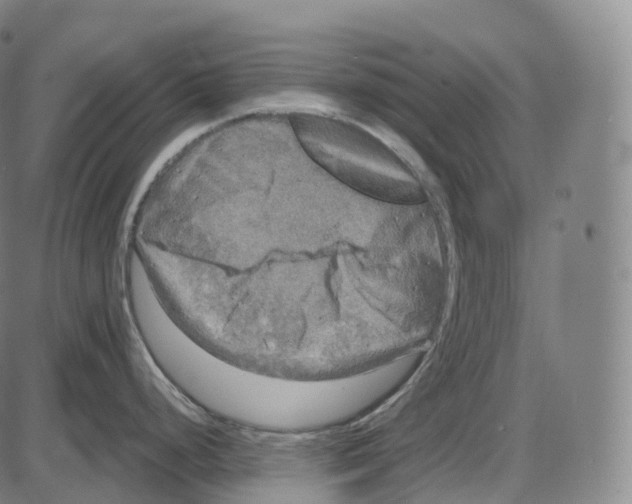 X0000083981248200703161549