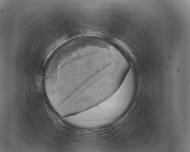 X0000083981260200703161548