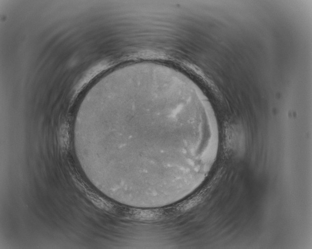 X0000083981266200703161548