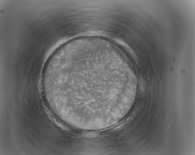 X0000083981278200703161547