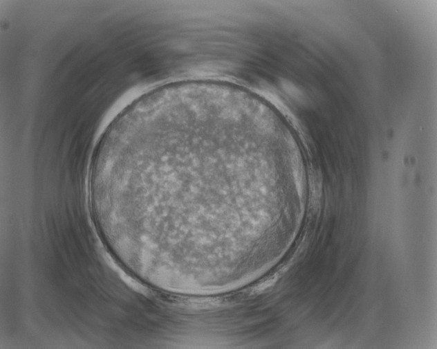 X0000083981294200703161547