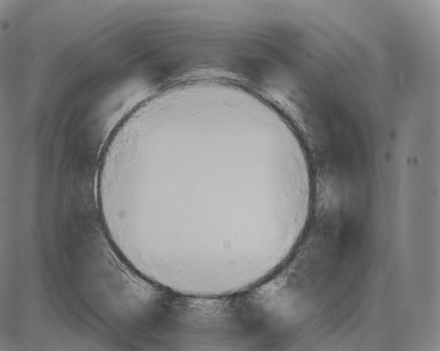 X0000083981322200703161547