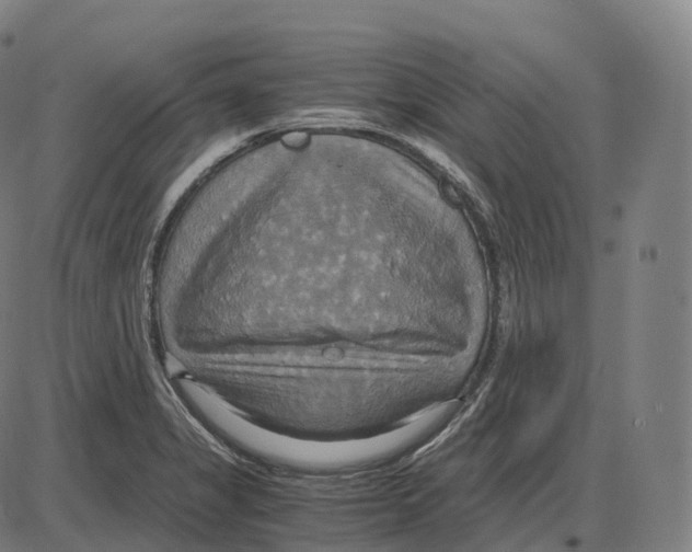 X0000083981325200703161547