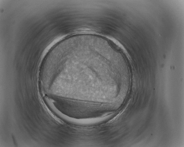 X0000083981333200703161547