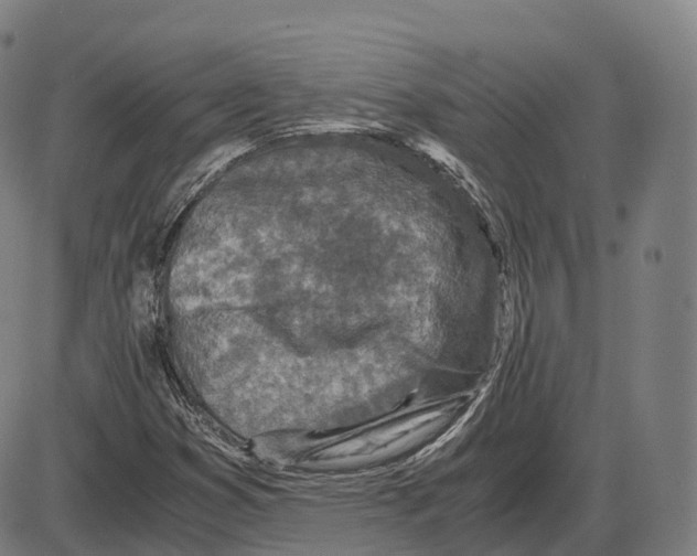 X0000083981353200703161546