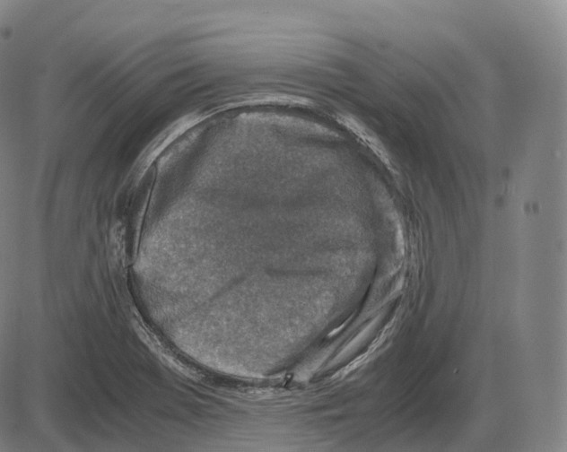 X0000083981369200703161546