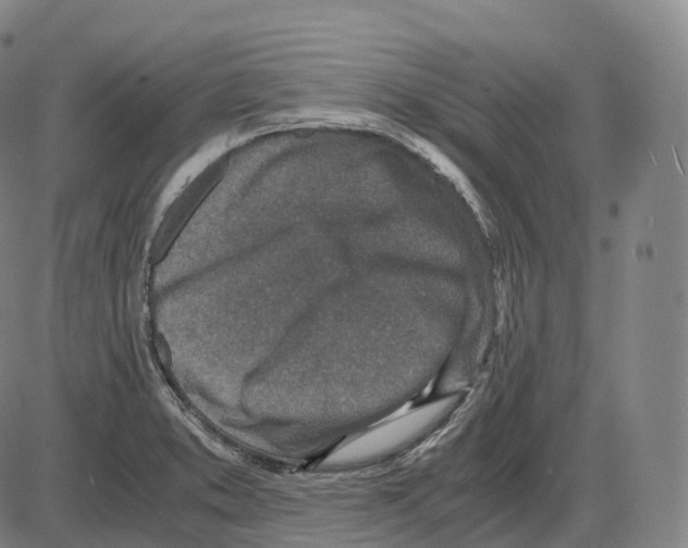 X0000083981373200703161546