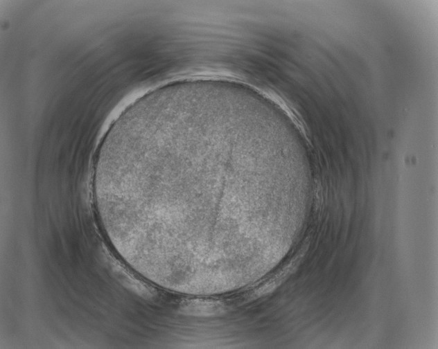 X0000083981374200703161546