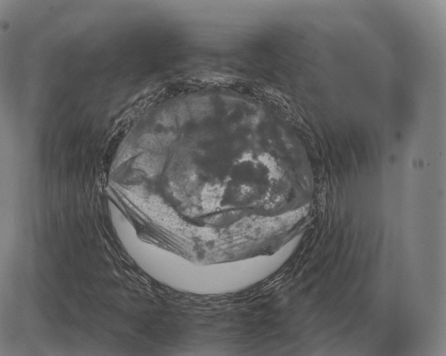 X0000083981397200703161545