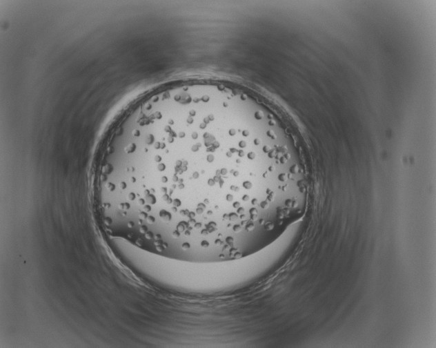 X0000083981416200703161545