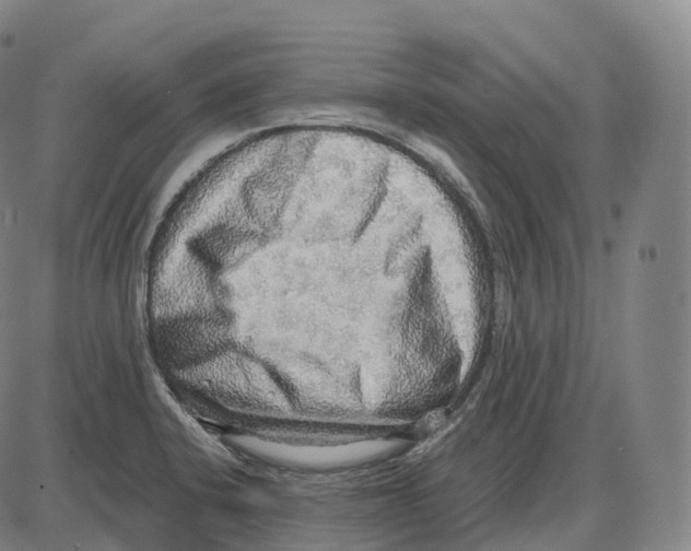 X0000083981424200703161545