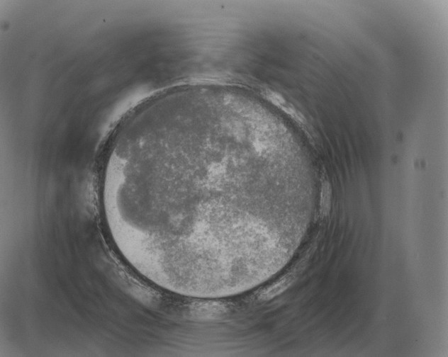 X0000083981454200703161545