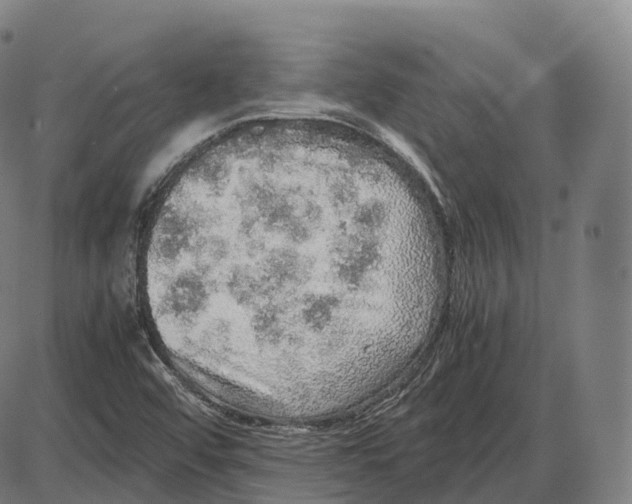 X0000083981456200703161545