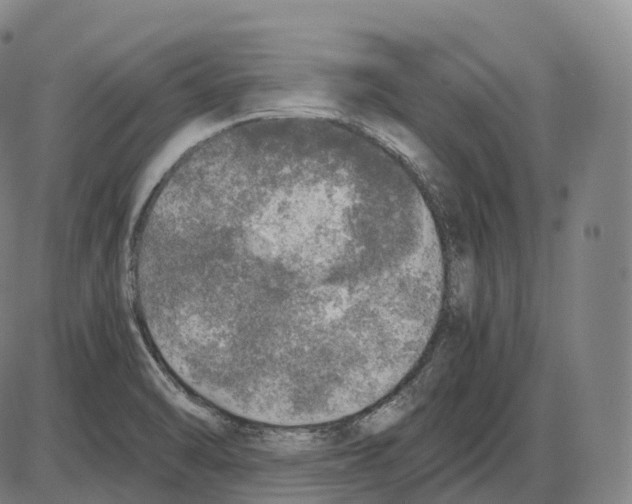 X0000083981470200703161544