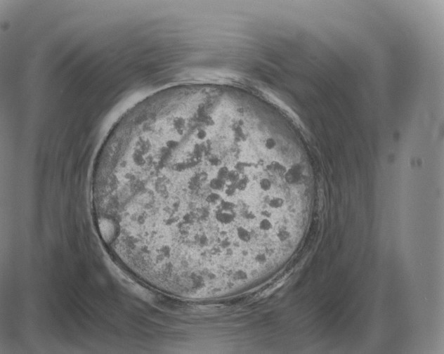 X0000083981471200703161544