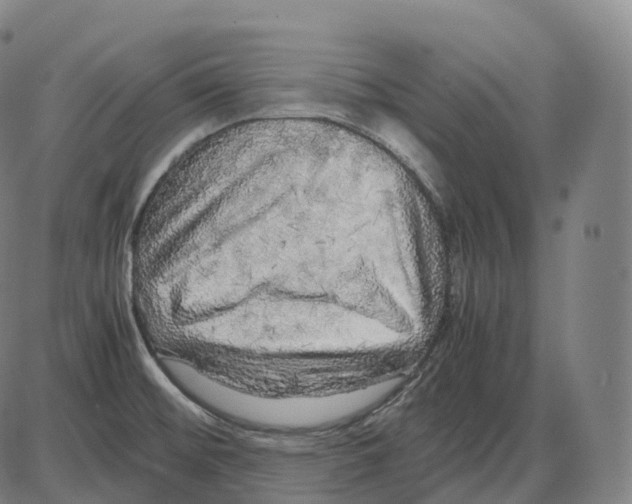 X0000083981476200703161544