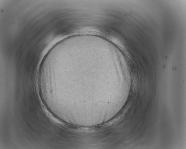 X0000083981478200703161544