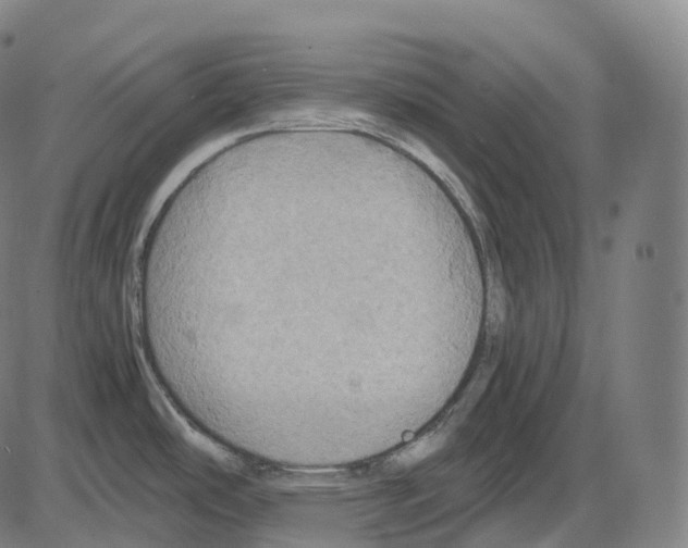 X0000083981486200703161544