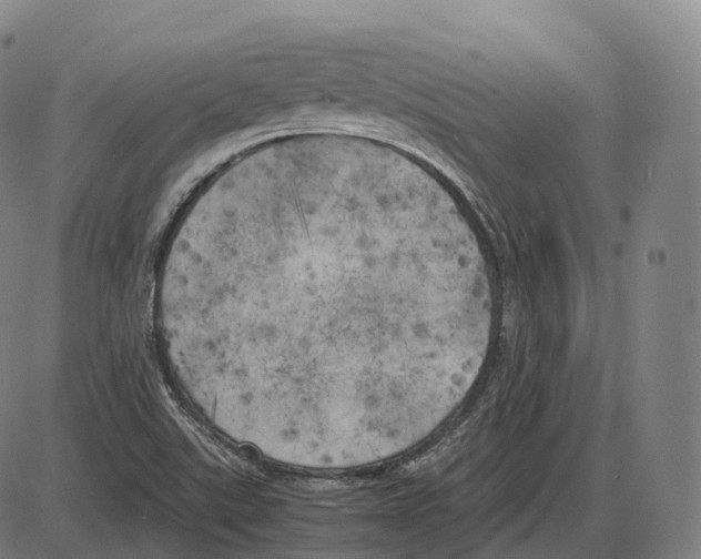 X0000083981507200703161544